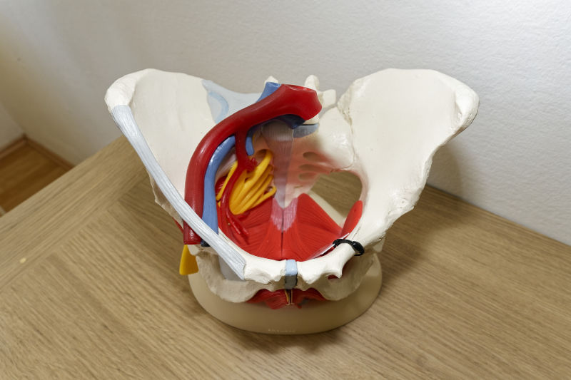 Ein anatomisches Modell des menschlichen Beckens mit Muskeln, Arterien und Nerven in verschiedenen Farben, platziert auf einer Holzoberfläche.