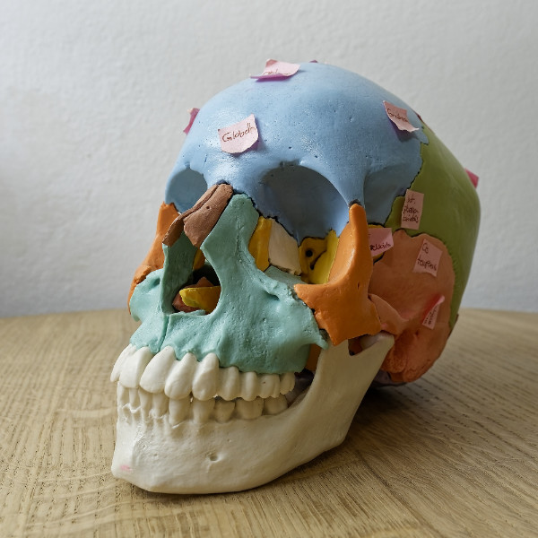 Ein farbenfrohes anatomisches Modell eines menschlichen Schädels mit beschrifteten Haftnotizen auf jedem Knochen, platziert auf einer Holzoberfläche – perfekt zur Veranschaulichung wichtiger Konzepte in Physiotherapie-Behandlungen.